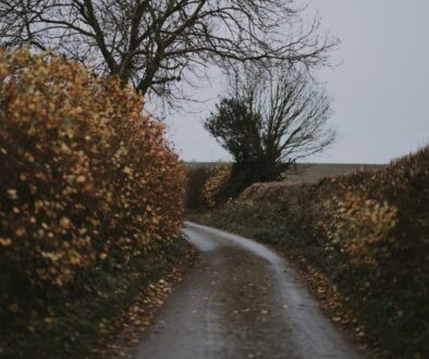 What do the hedgerow regulations mean for future hedge management?