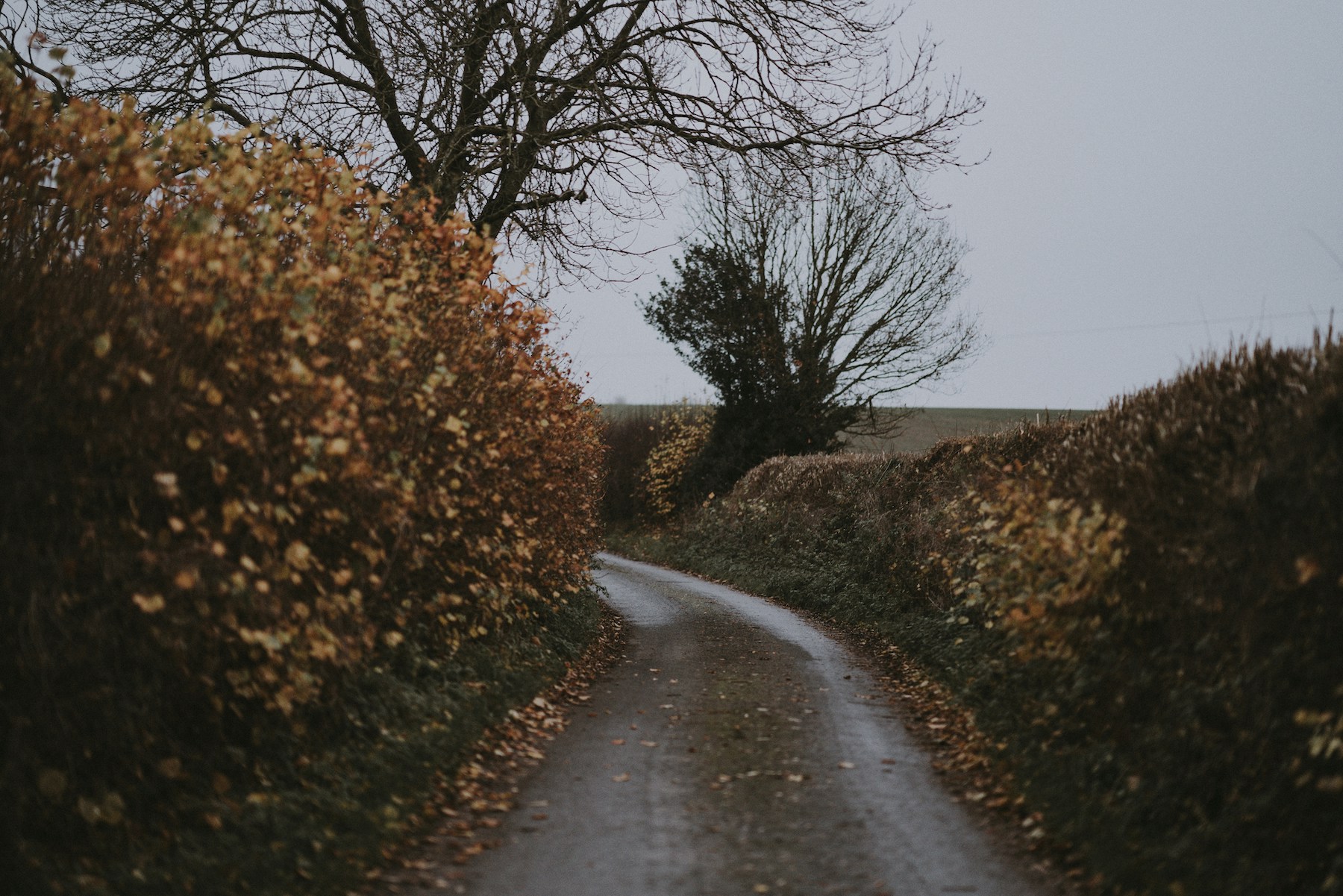 What do the hedgerow regulations mean for future hedge management?