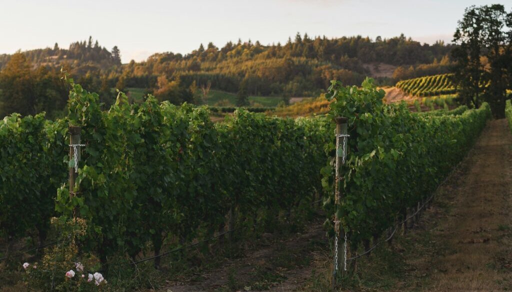 Grape expectations: what does the growth in vineyards mean for rural communities?