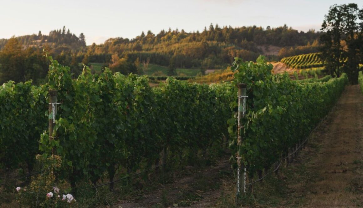 Grape expectations: what does the growth in vineyards mean for rural communities?