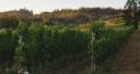 Grape expectations: what does the growth in vineyards mean for rural communities?