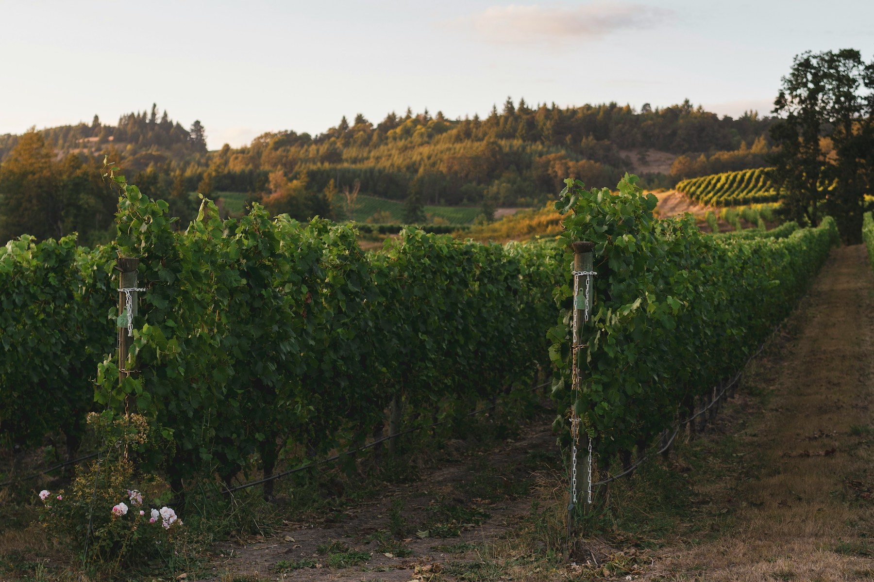 Grape expectations: what does the growth in vineyards mean for rural communities?