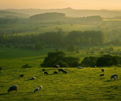 How can Nature-based Solutions unlock new opportunities for rural areas?   